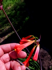 Phycella cyrtanthoides