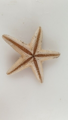 Astropecten irregularis