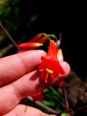 Phycella cyrtanthoides