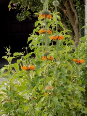 Leonotis nepetifolia nepetifolia