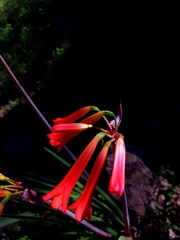 Phycella cyrtanthoides