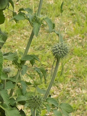 Leonotis nepetifolia nepetifolia