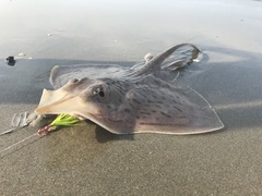 Rostroraja eglanteria