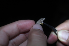 Anolis ustus