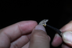 Anolis ustus