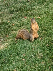 Sciurus niger