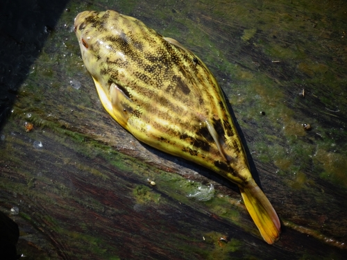 Coral butterfly (Tetraodon lineatus) — Tetraodontidae — 5