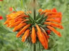 Leonotis nepetifolia nepetifolia