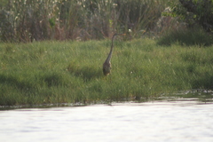 Ardea purpurea manilensis