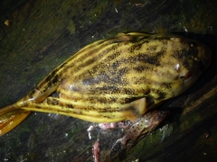 Tetraodon lineatus