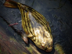 Tetraodon lineatus