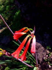 Phycella cyrtanthoides