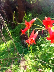 Phycella cyrtanthoides