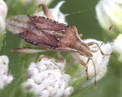 Harmostes fraterculus