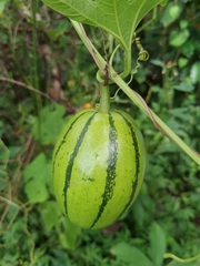 Cionosicys macranthus