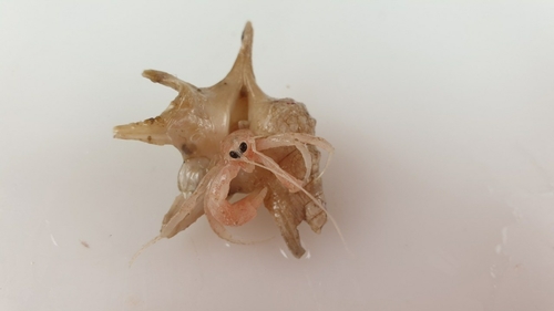 Aporrhais serresiana observed 2020-10-02