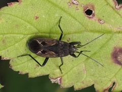 Rhyparochromus