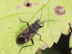 Rhyparochromus