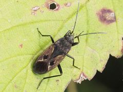 Rhyparochromus