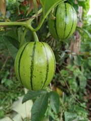 Cionosicys macranthus