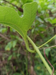 Cionosicys macranthus