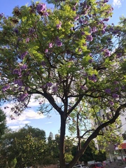 Jacaranda mimosifolia
