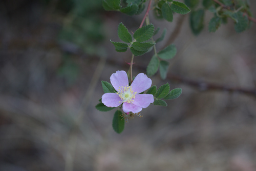 California wildrose (Rosa californica)