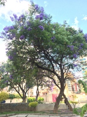 Jacaranda mimosifolia