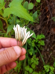 Tristagma bivalve