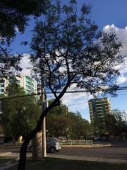 Jacaranda mimosifolia