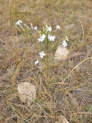 Ipomopsis longiflora longiflora