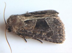 Oligia obtusa