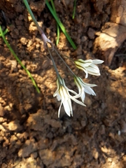 Tristagma bivalve