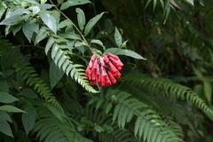 Bomarea costaricensis image