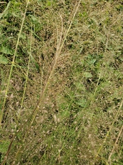 Eragrostis trichodes