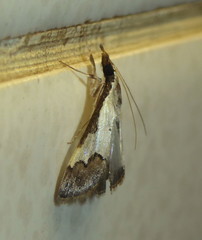 Autocharis jacobsalis