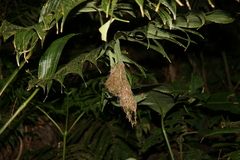 Phaethornis