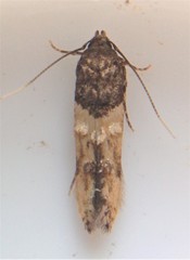 Walshia miscecolorella