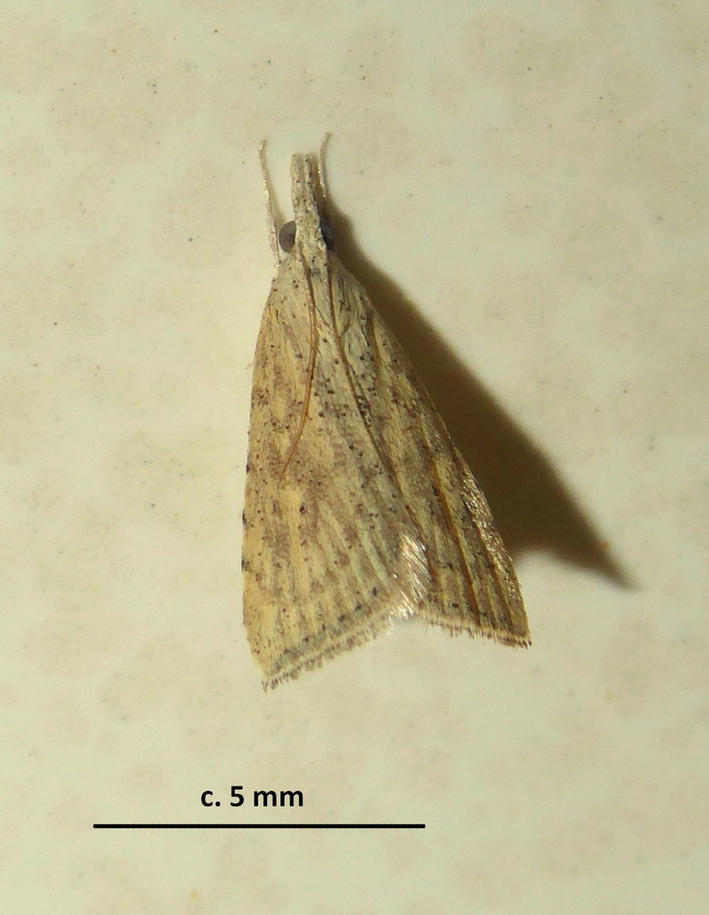 Hyperlais xanthomista
