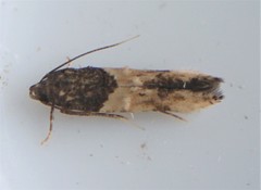 Walshia miscecolorella