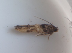 Walshia miscecolorella