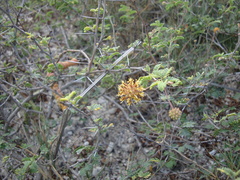 Prosopis reptans