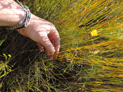 Ursinia tenuifolia