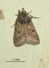 Loryma basalis