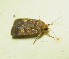 Athetis leuconephra