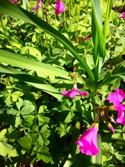 Oxalis arenaria