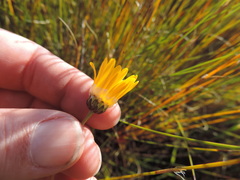 Ursinia tenuifolia