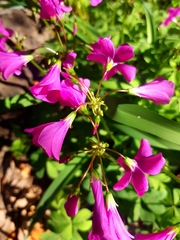 Oxalis arenaria