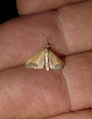 Odontiinae