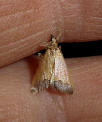 Odontiinae